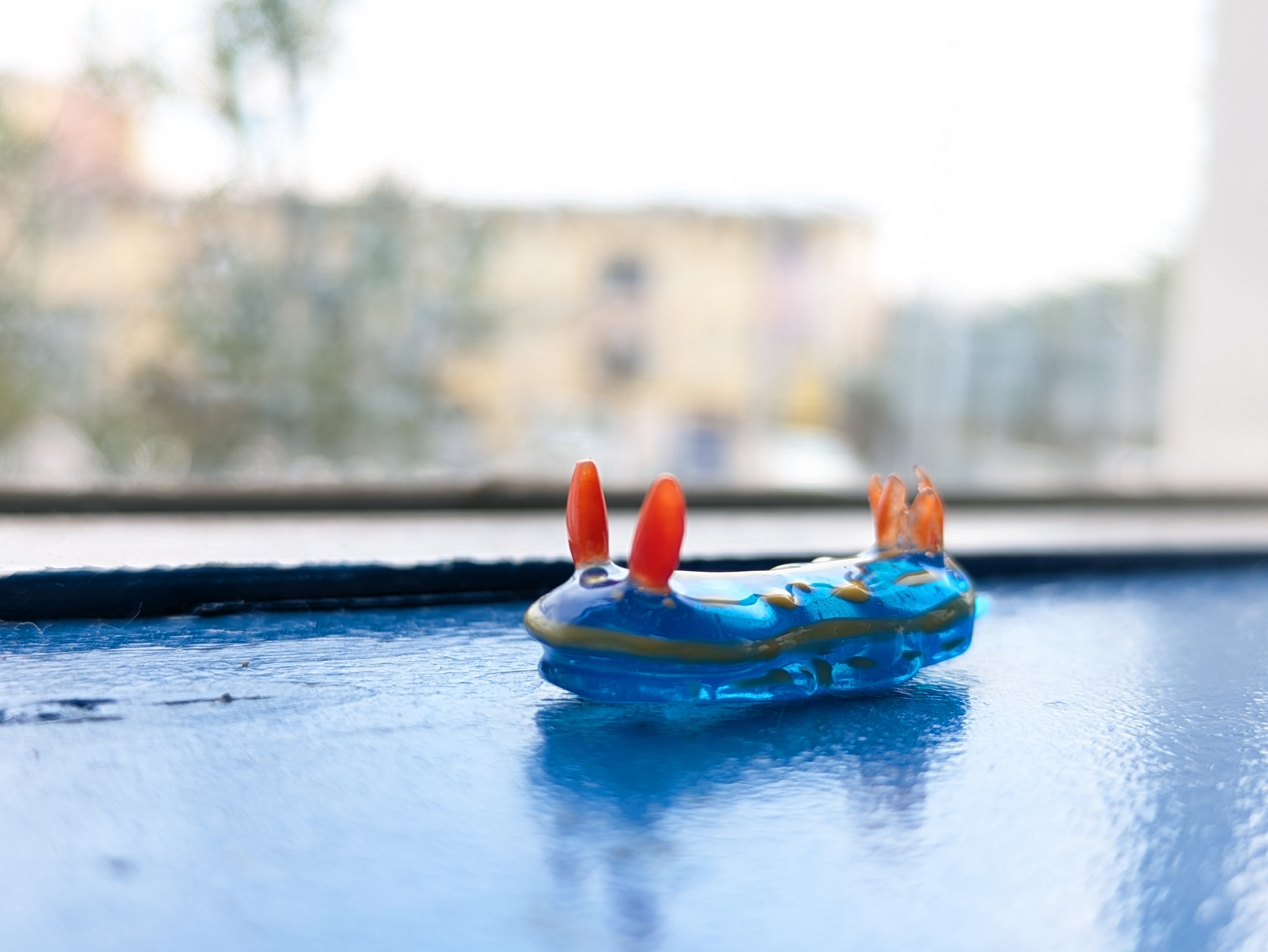 アオウミウシの画像