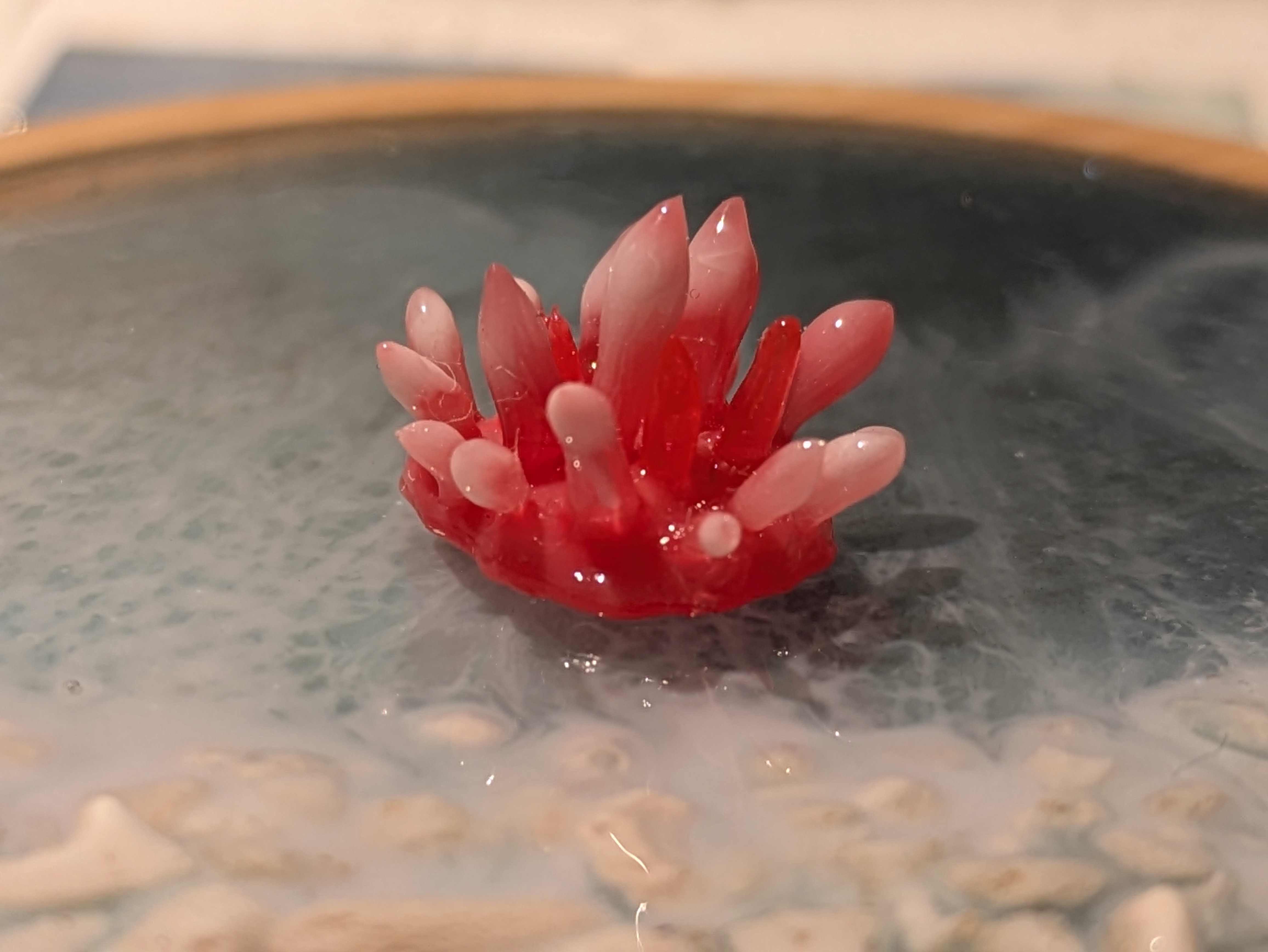 ヒロウミウシの画像