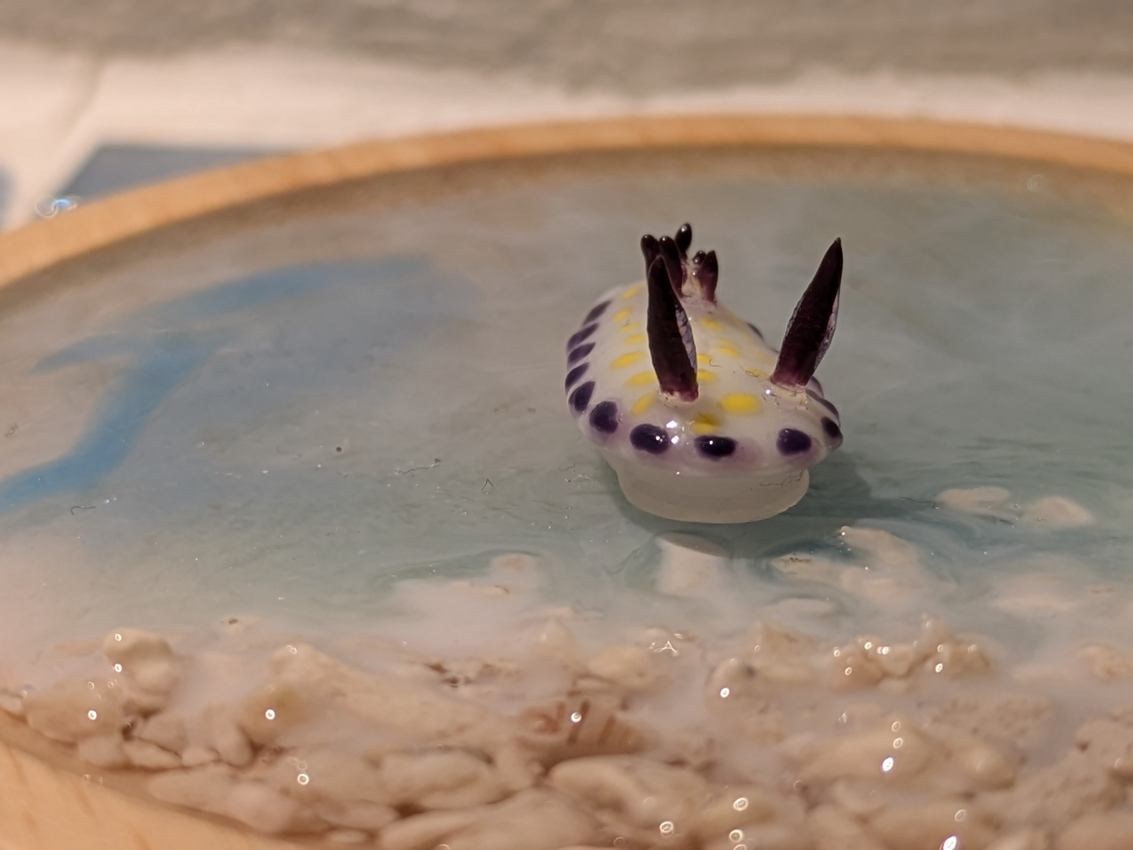 コモンウミウシの画像