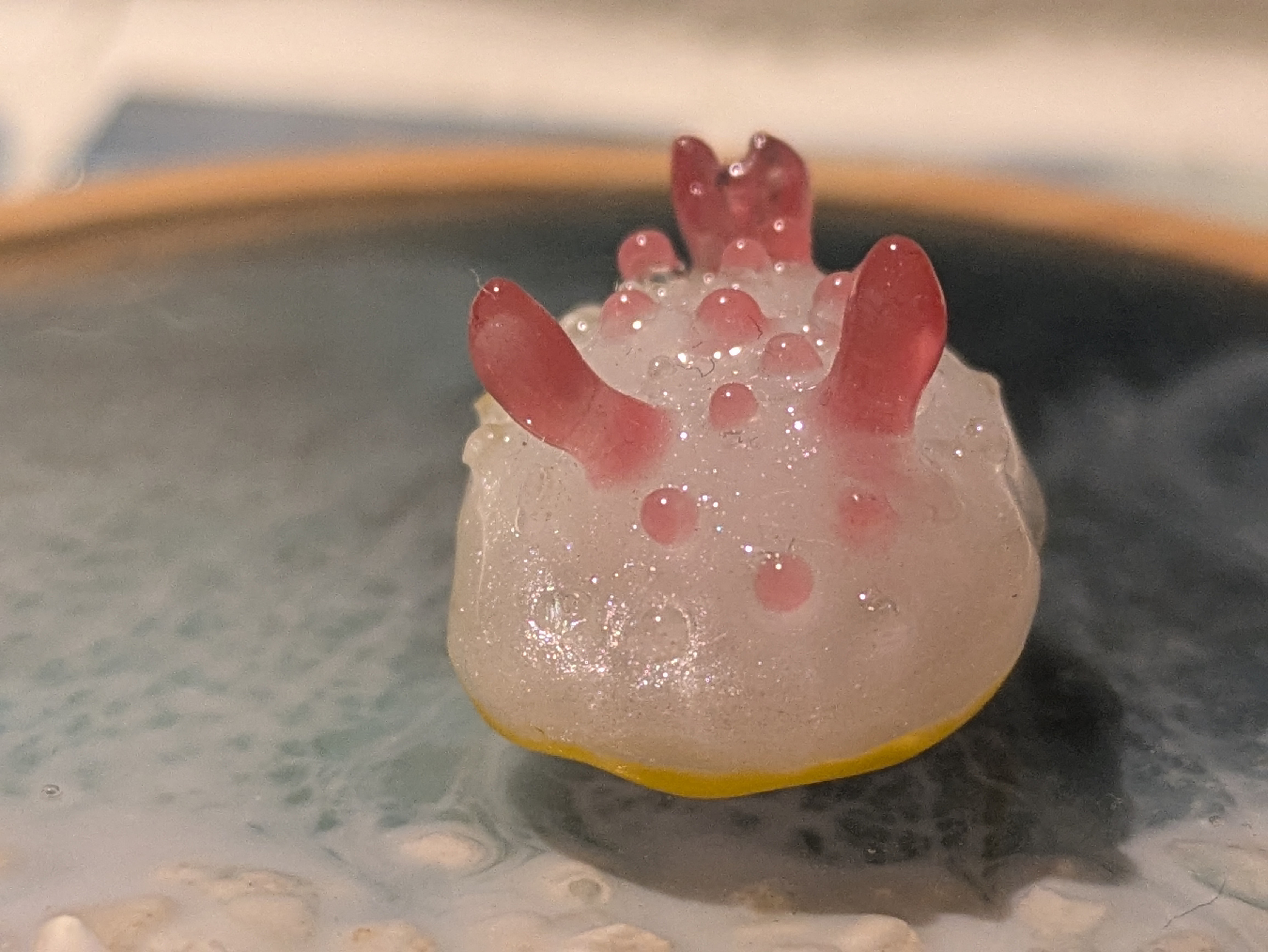 クリヤイロの画像