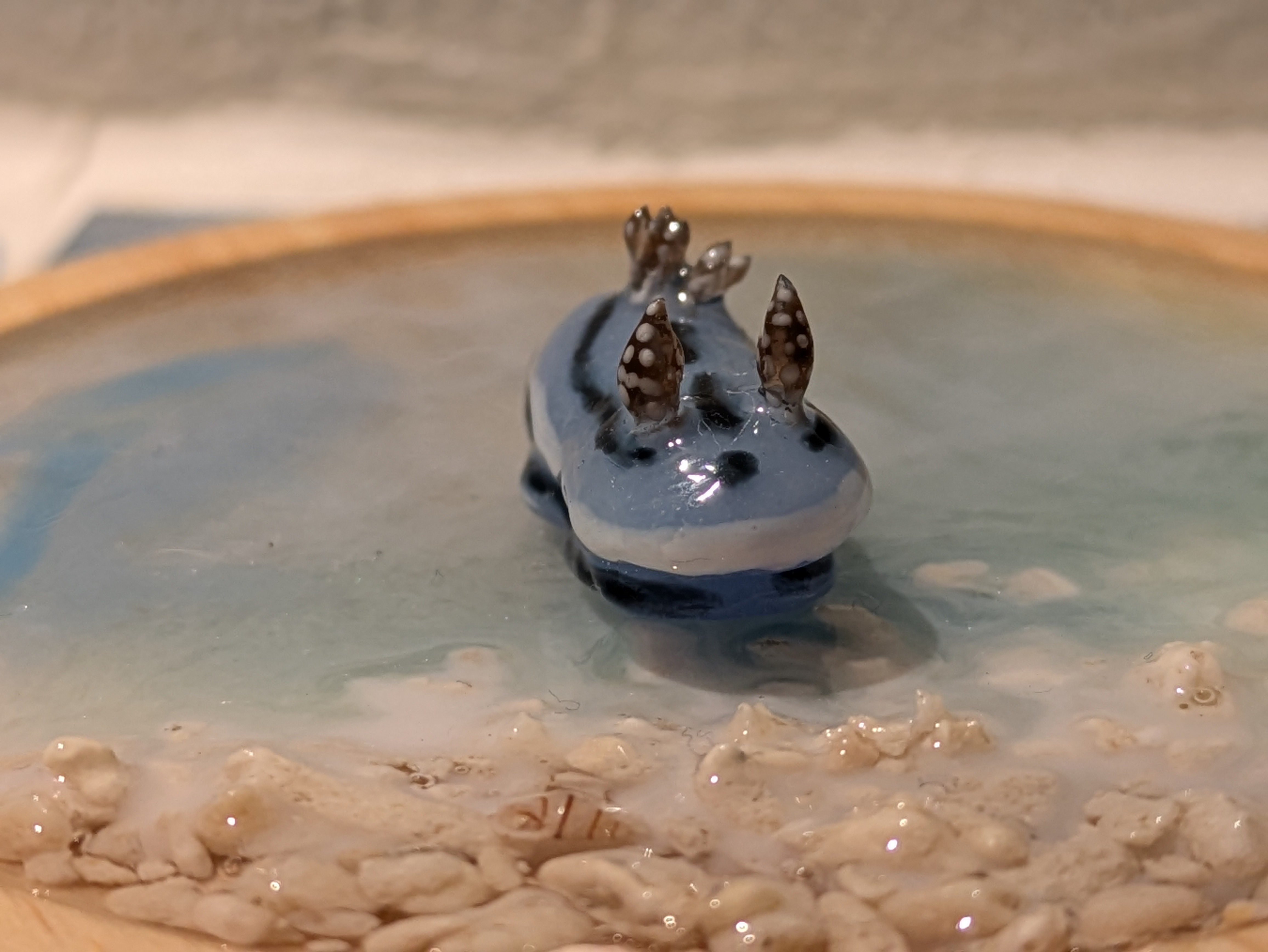 ミゾレウミウシの画像