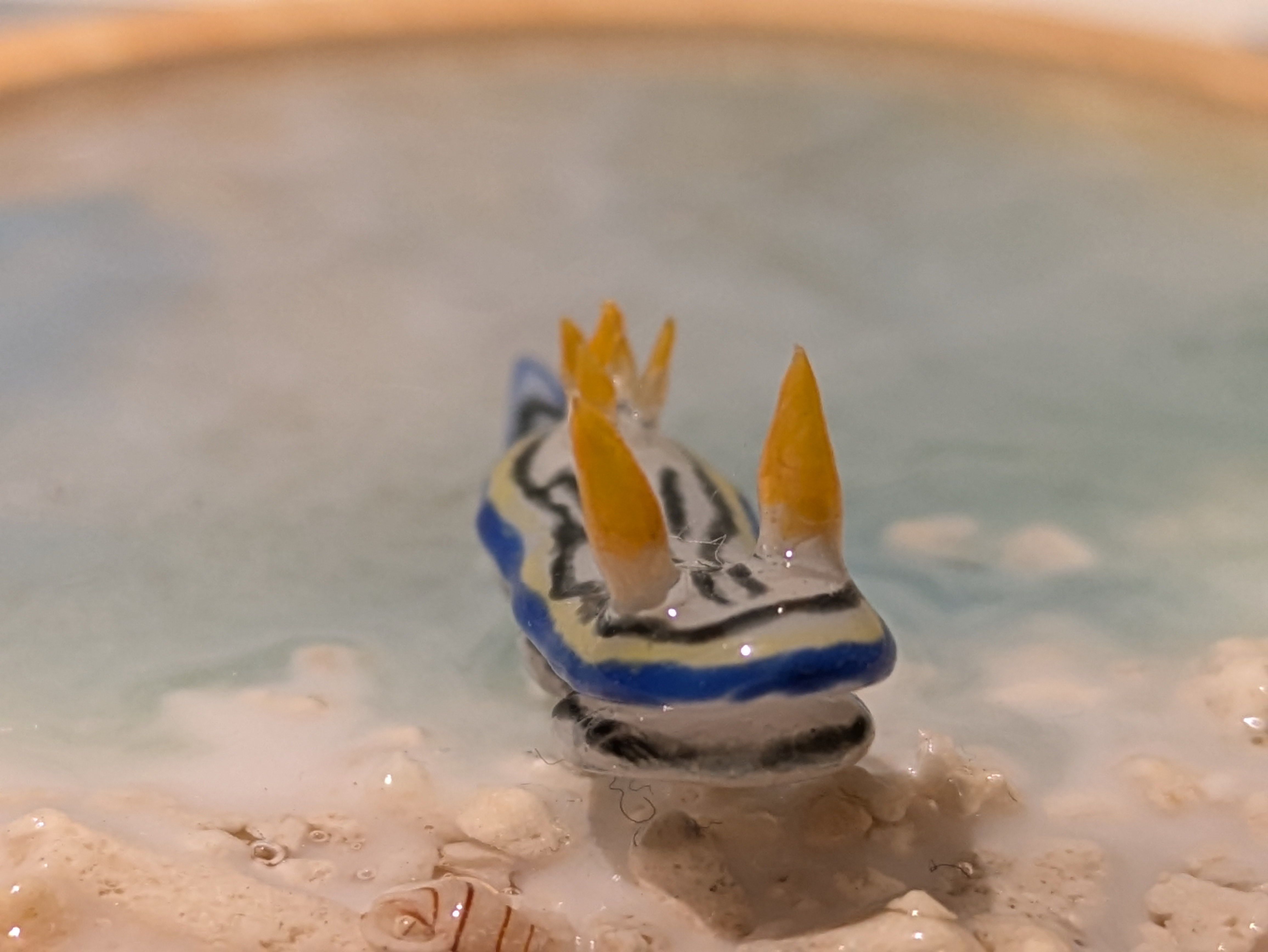 リュウモンイロウミウシの画像