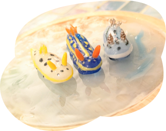 コースターの上にウミウシ画像