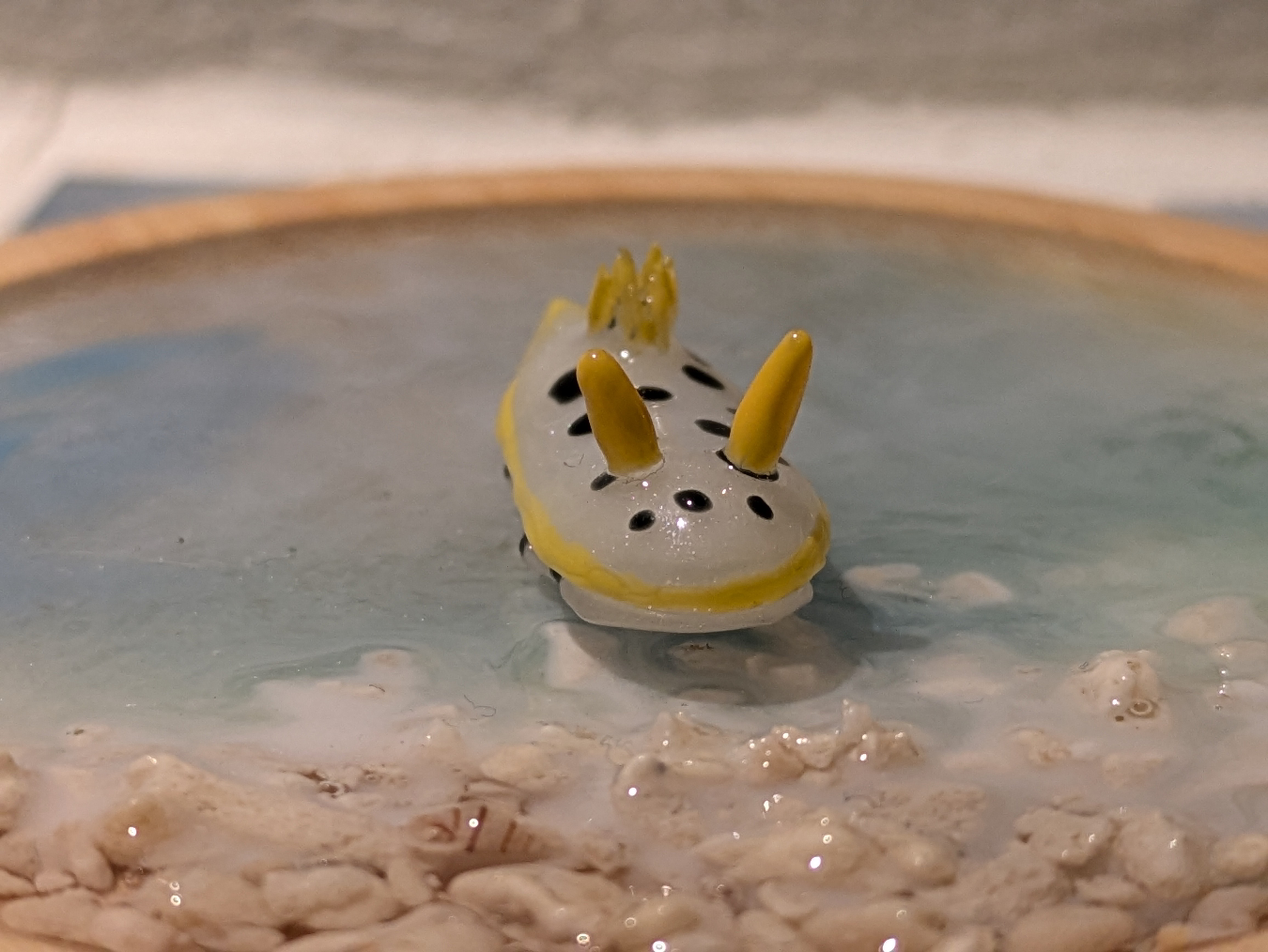 シロウミウシの画像